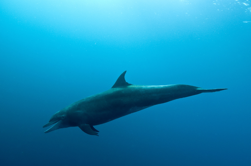 055 dolphins, galapagos.jpg
